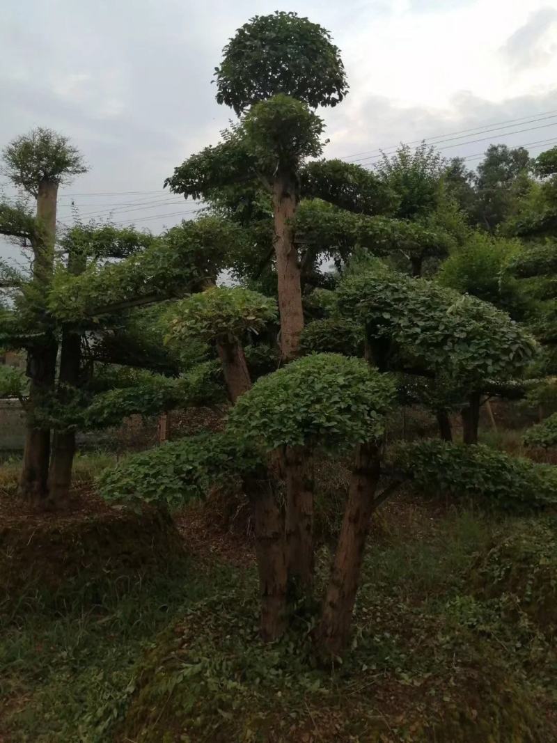 造型小叶女贞