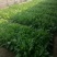 【食叶草种子】食叶草种子蛋白草基地优选良种提供育苗服务