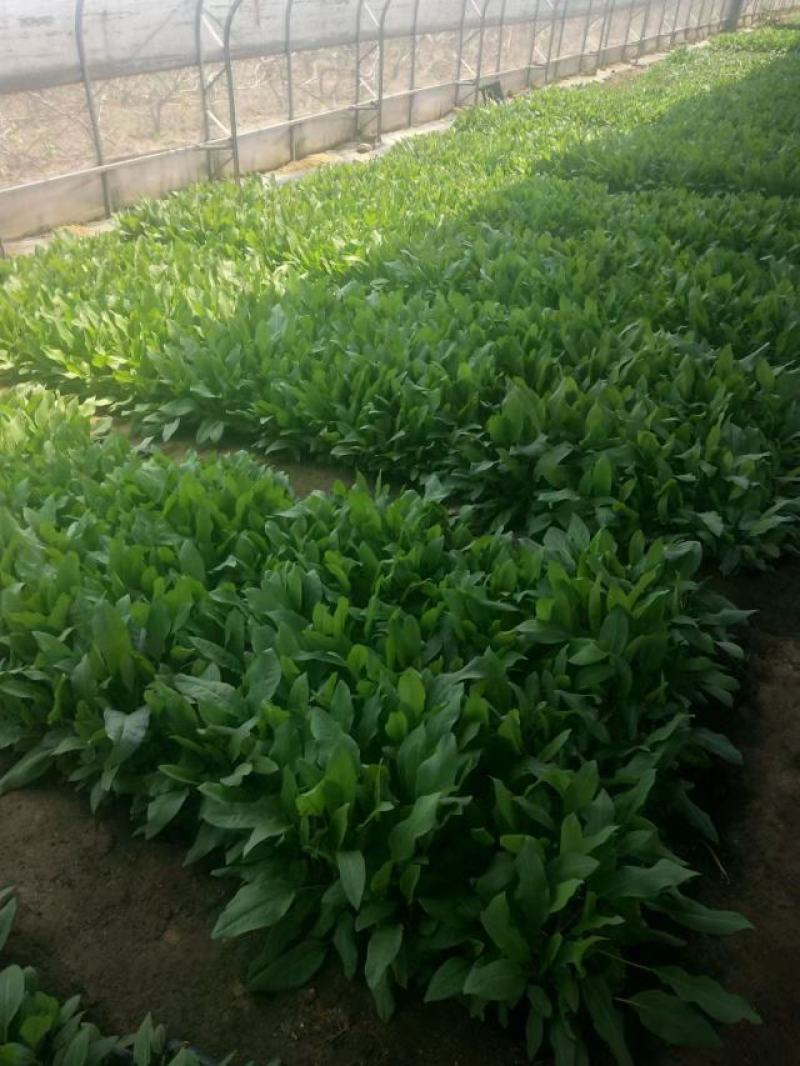 【食叶草种子】食叶草种子蛋白草基地优选良种提供育苗服务