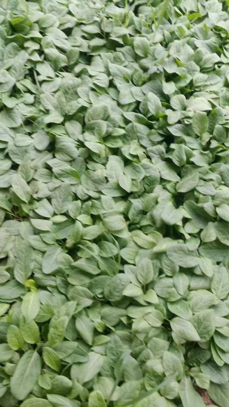 【食叶草种子】食叶草种子蛋白草基地优选良种提供育苗服务
