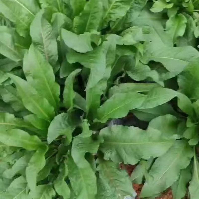 【食叶草种子】食叶草种子蛋白草基地优选良种提供育苗服务