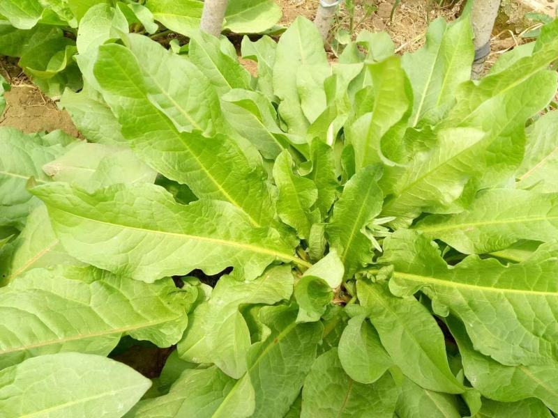 【食叶草种子】食叶草种子蛋白草基地优选良种提供育苗服务