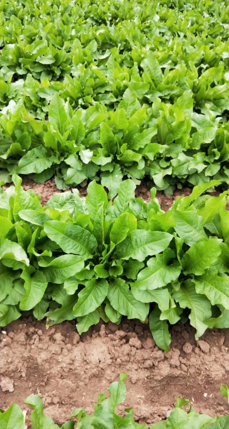 【食叶草种子】食叶草种子蛋白草基地优选良种提供育苗服务