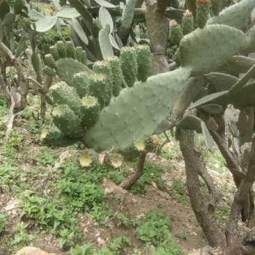 仙人掌果