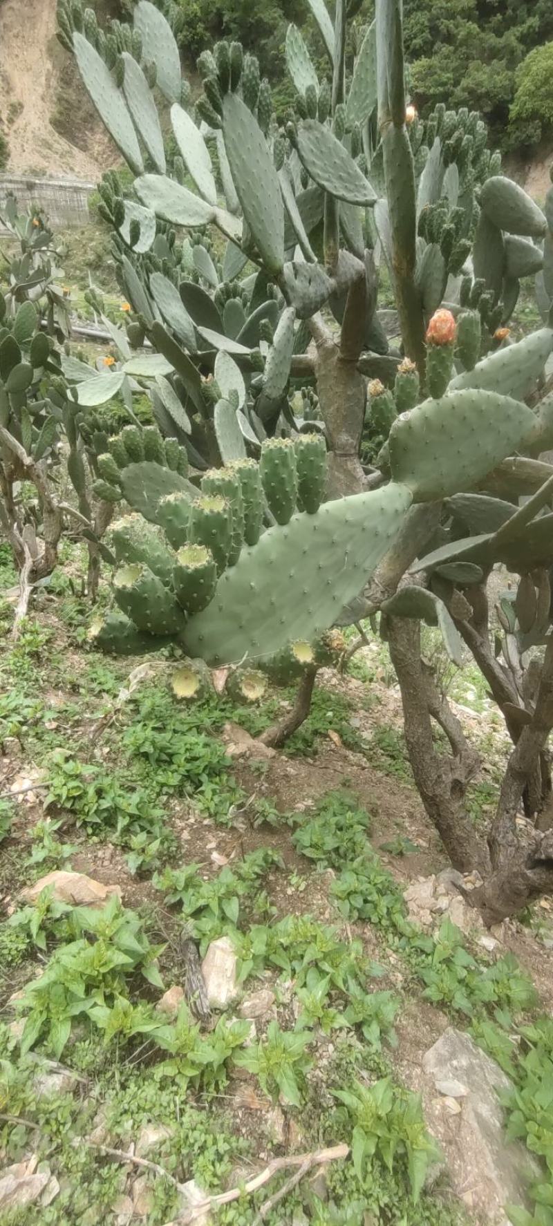 仙人掌果