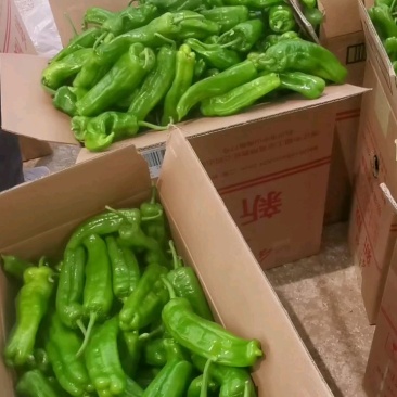 河南泡椒上市！价格实惠，需要的联系！