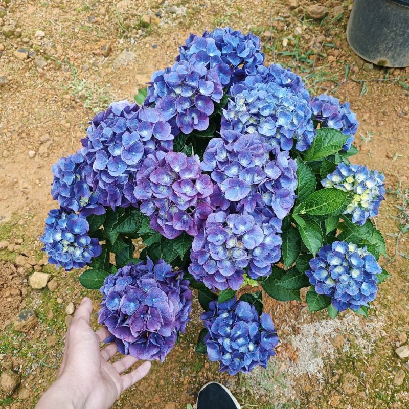 各种品种，各种规格绣球花基地一手货源！看上的老板联系