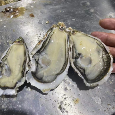 福建三倍体