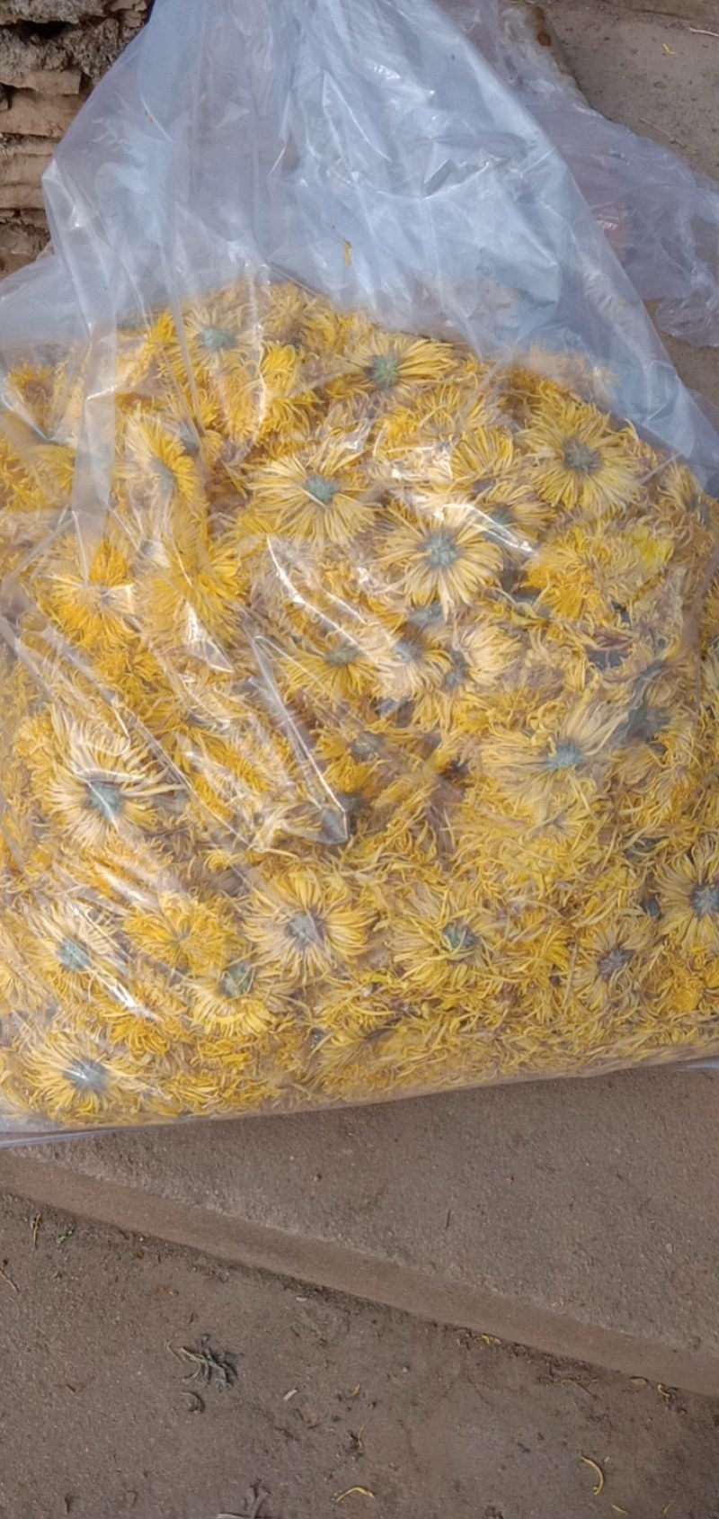 金丝皇菊