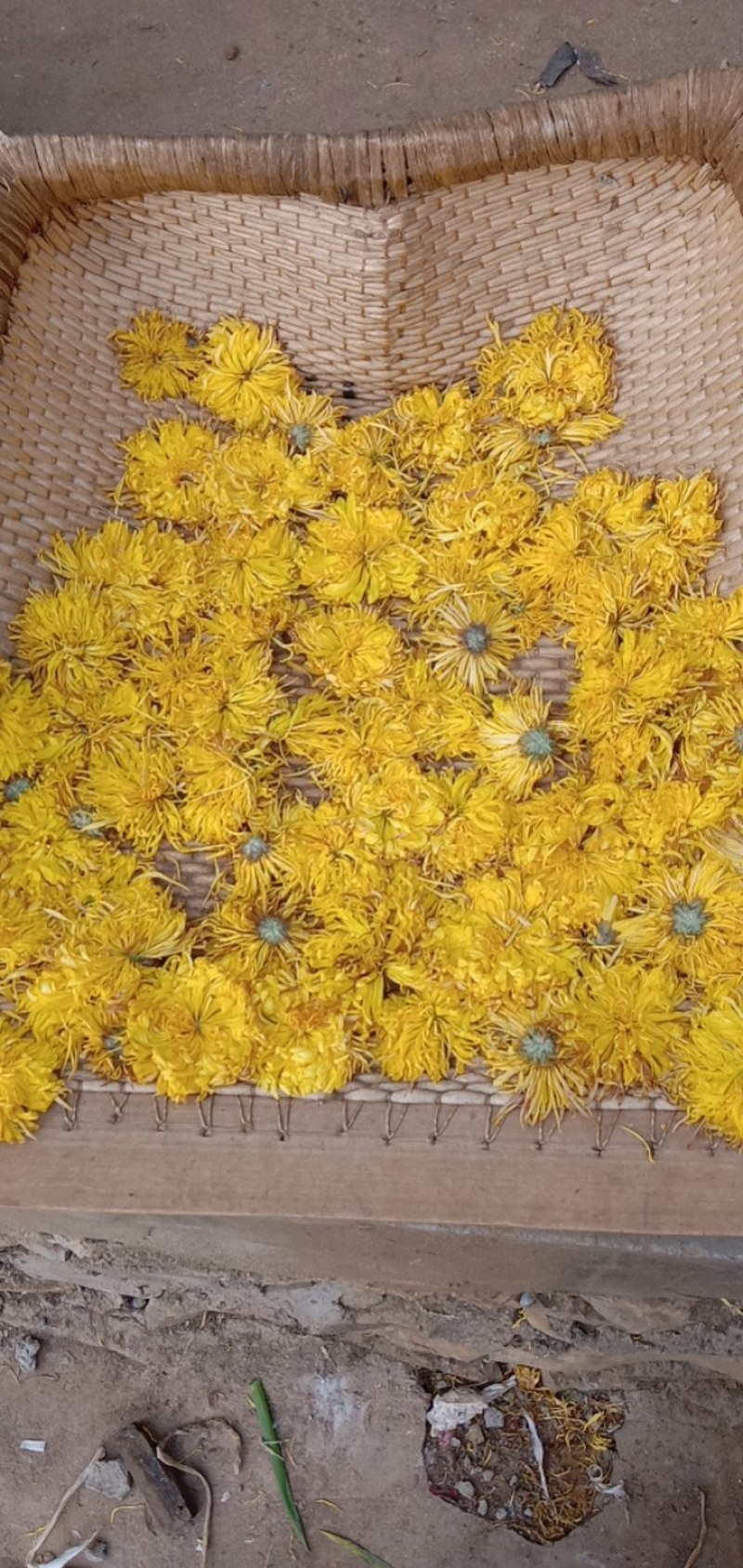 金丝皇菊