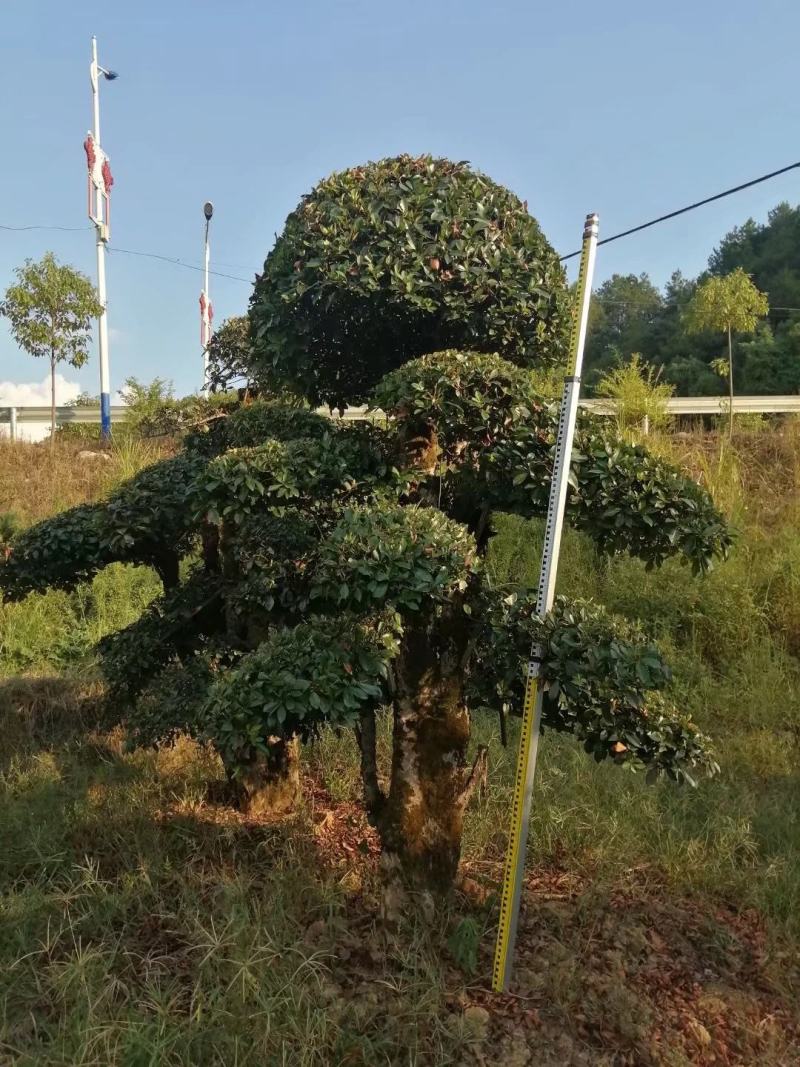 精品造型椤木石楠