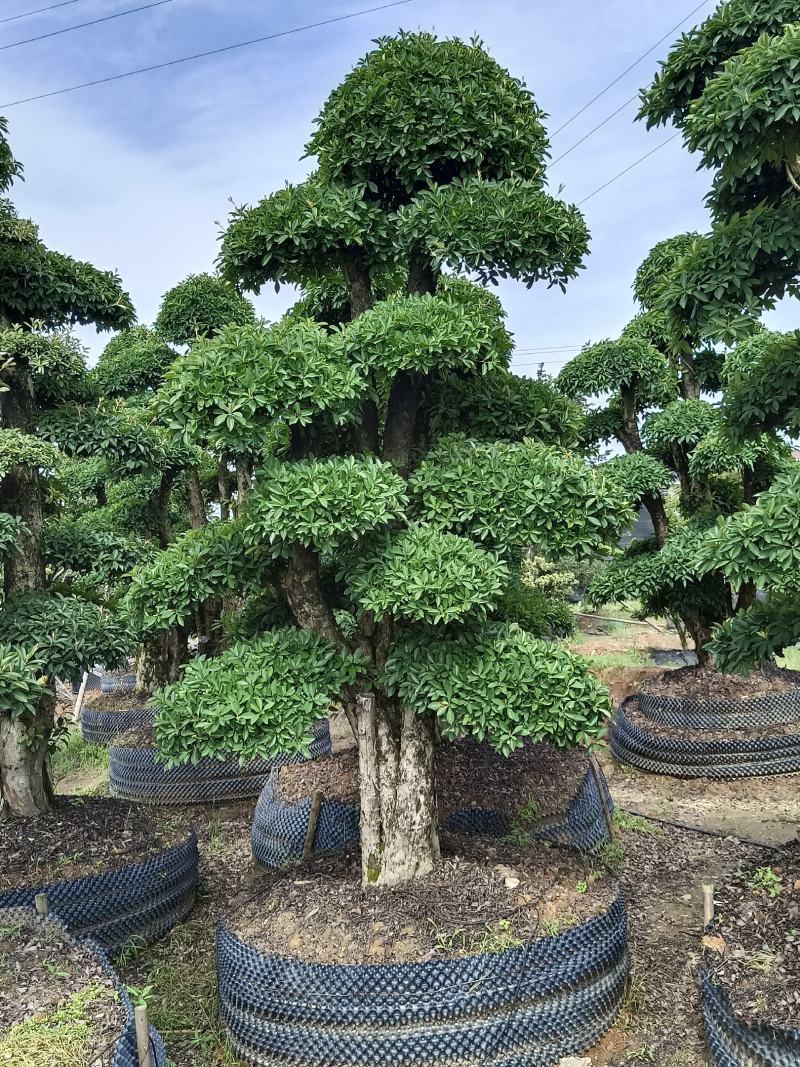 精品造型椤木石楠