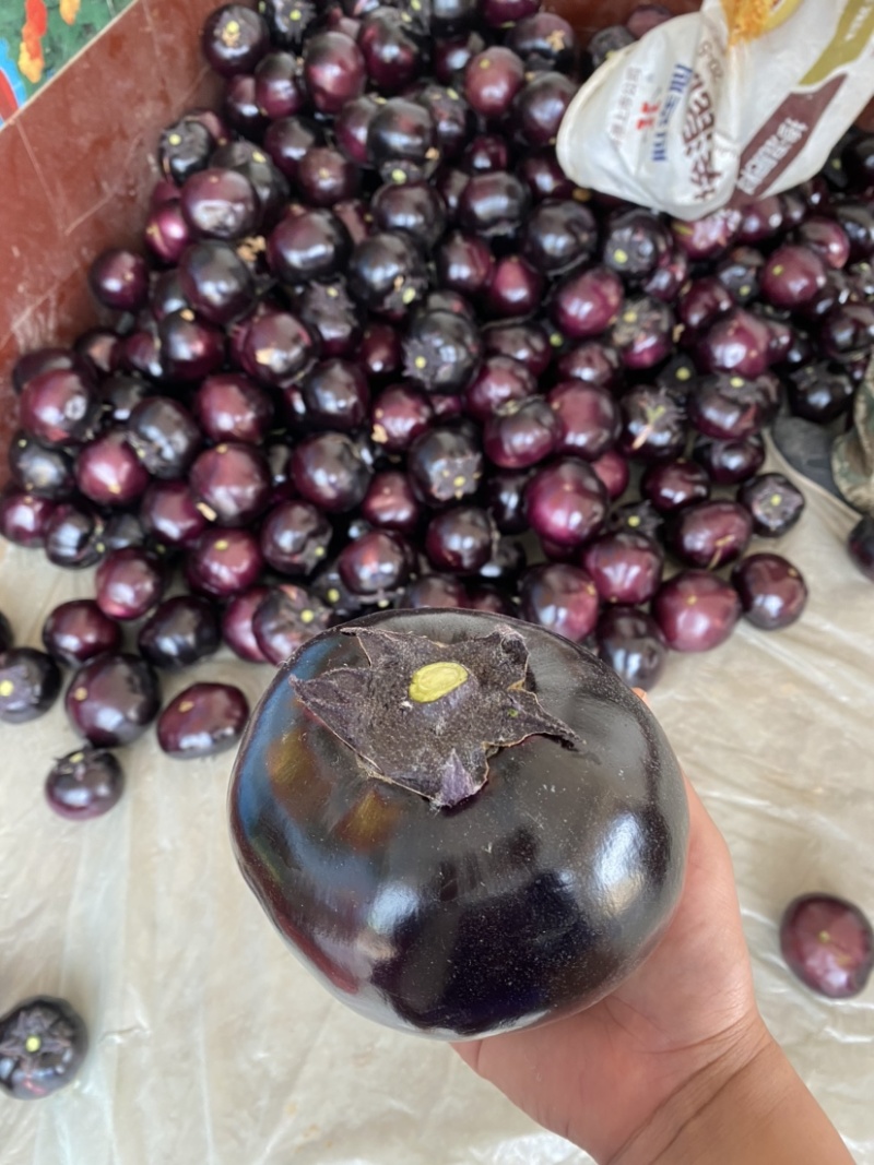 热销🔥河北邯郸精品紫光圆茄大量上市全国代发