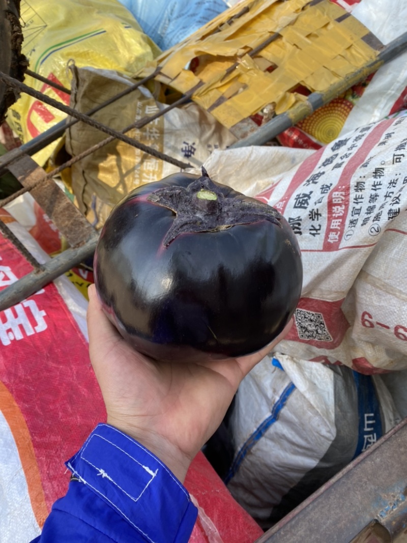 热销🔥河北邯郸精品紫光圆茄大量上市全国代发