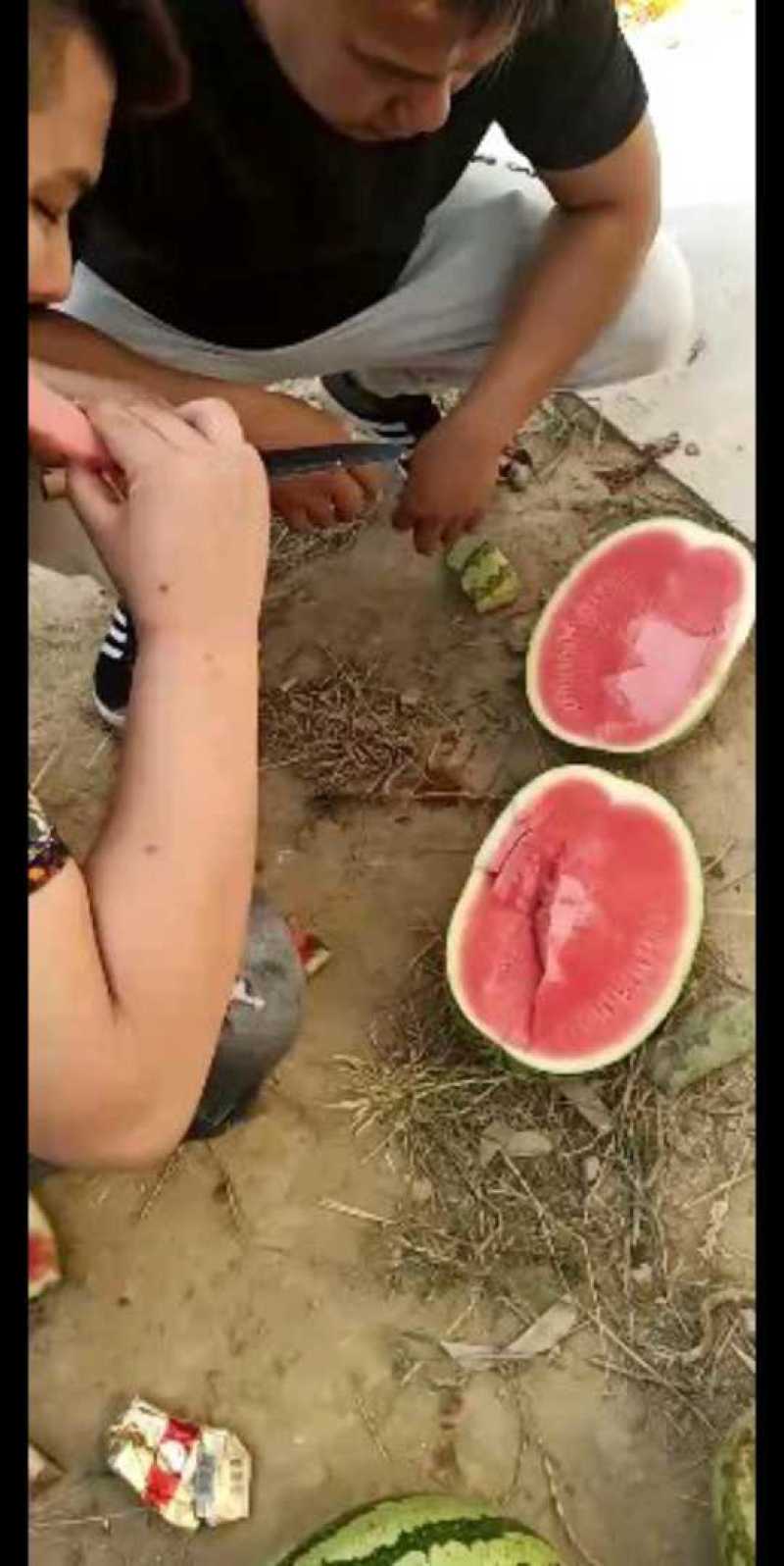 西瓜黑无籽，甜王，美都，吊蓝，金成五，零五八等，品种齐全