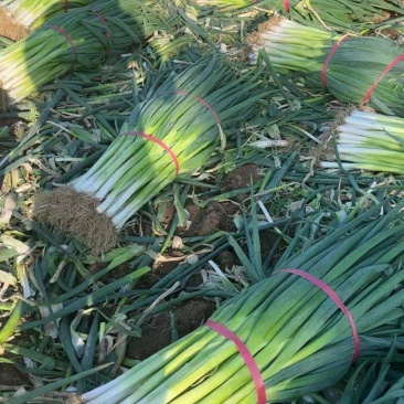 地膜葱大量上市