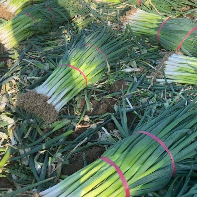 地膜葱大量上市