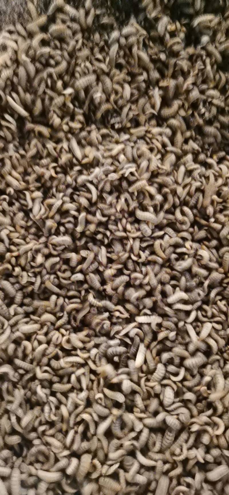 凤凰虫