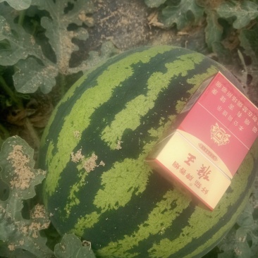 陕西甜王西瓜