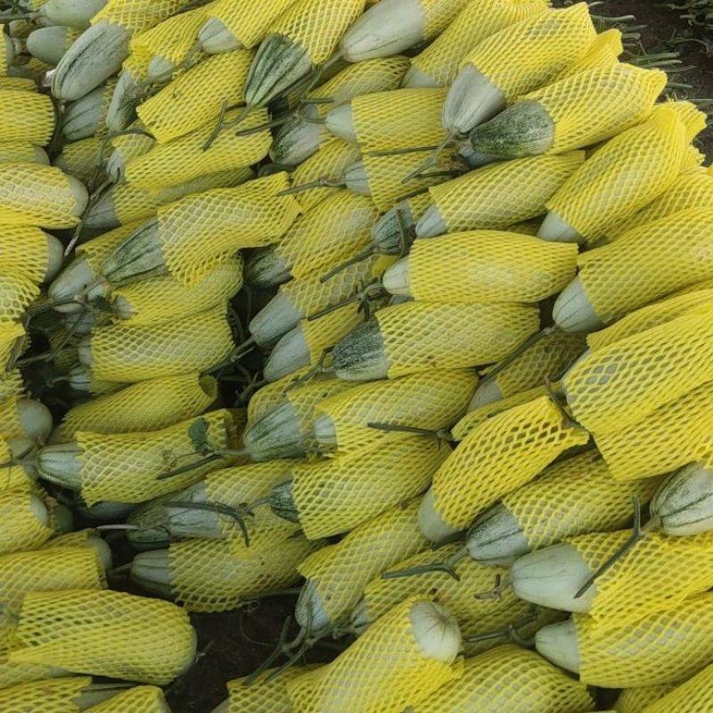 精品甜瓜，博洋六一，山东万亩甜瓜基地，货源充足！