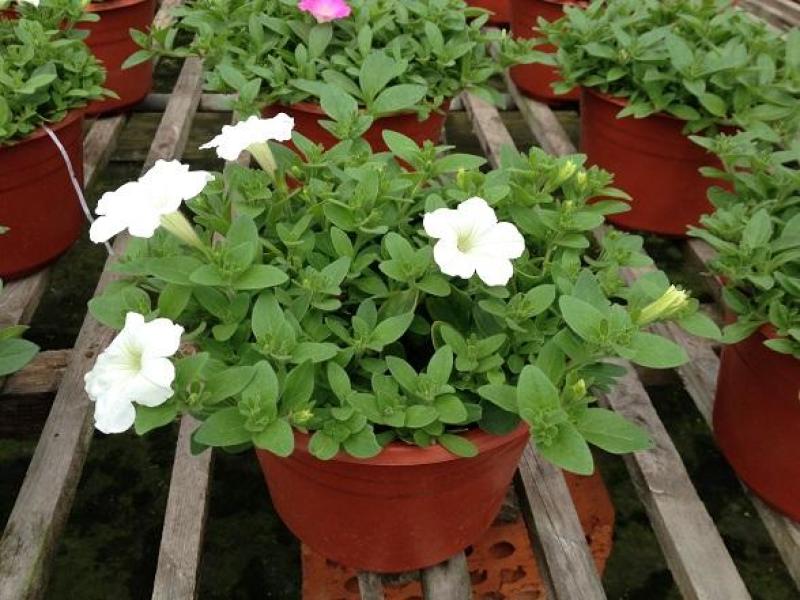 矮牵牛花苗盆栽喇叭花庭院阳台垂吊花卉观花植物多年生花期久