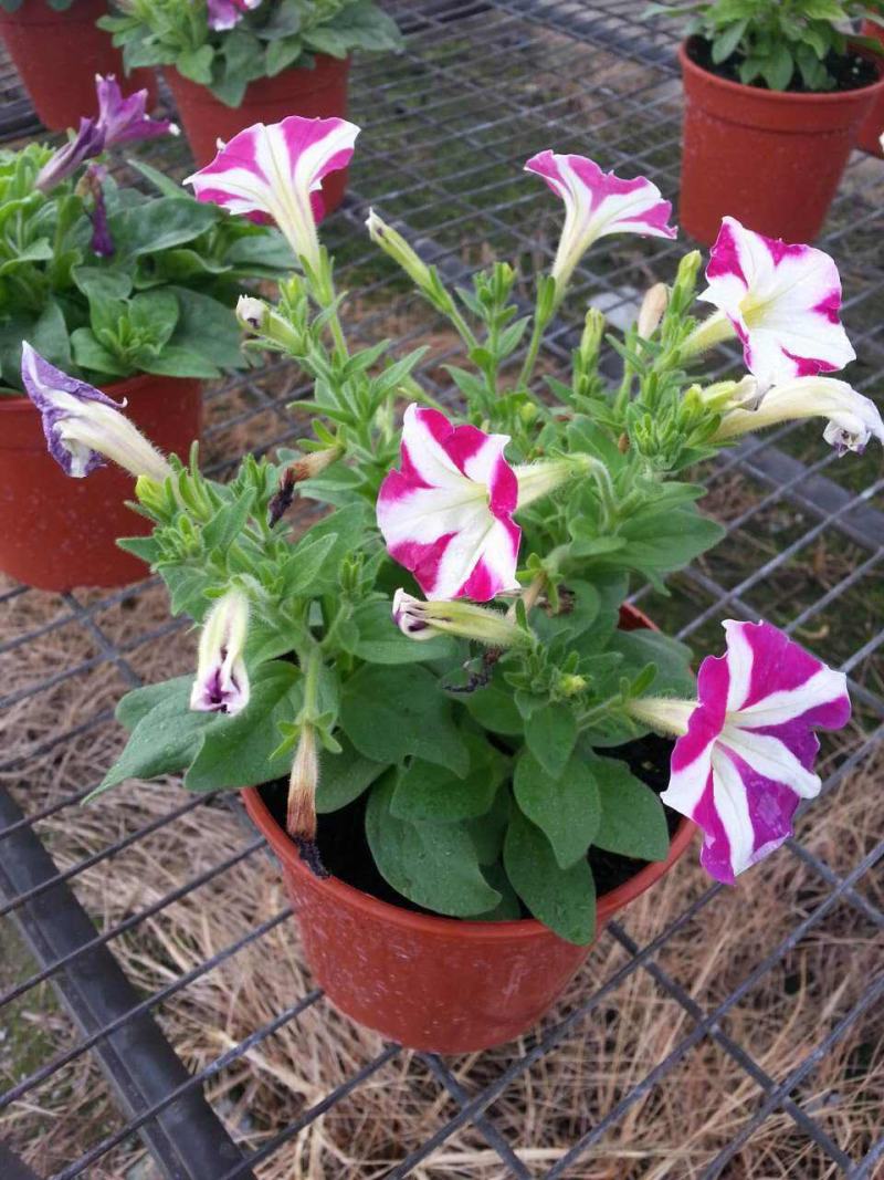 矮牵牛花苗盆栽喇叭花庭院阳台垂吊花卉观花植物多年生花期久