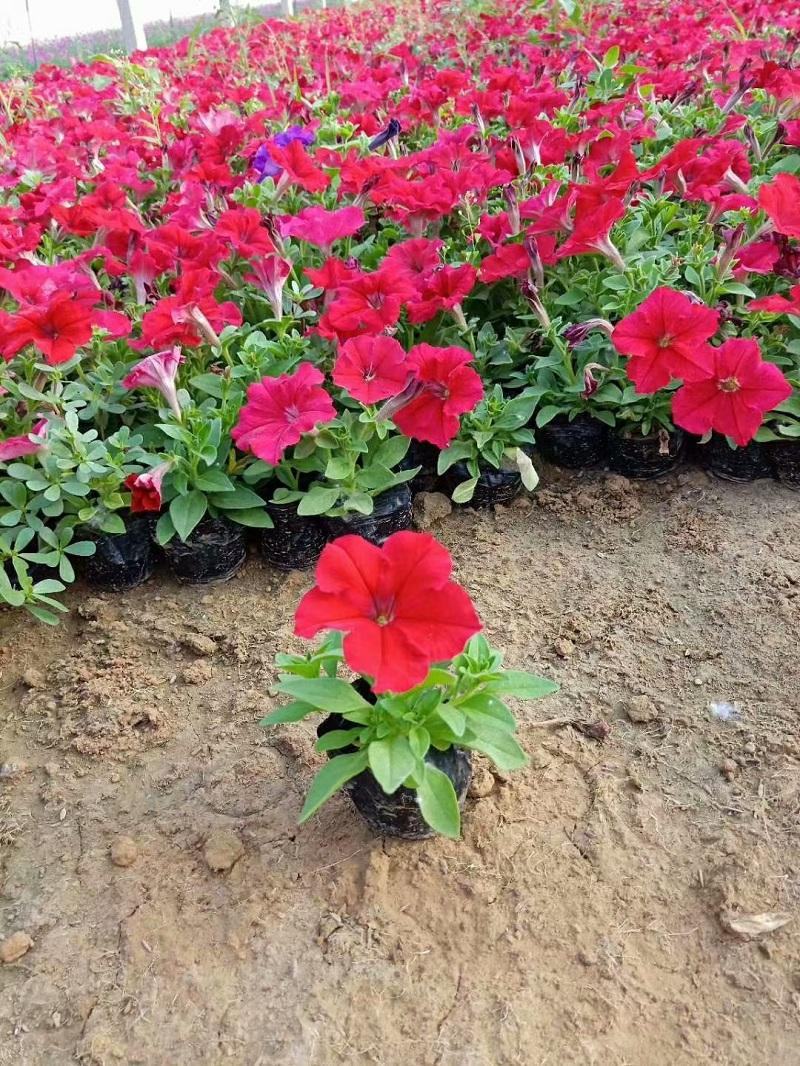 矮牵牛花苗盆栽喇叭花庭院阳台垂吊花卉观花植物多年生花期久