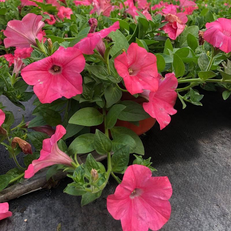矮牵牛花苗盆栽喇叭花庭院阳台垂吊花卉观花植物多年生花期久