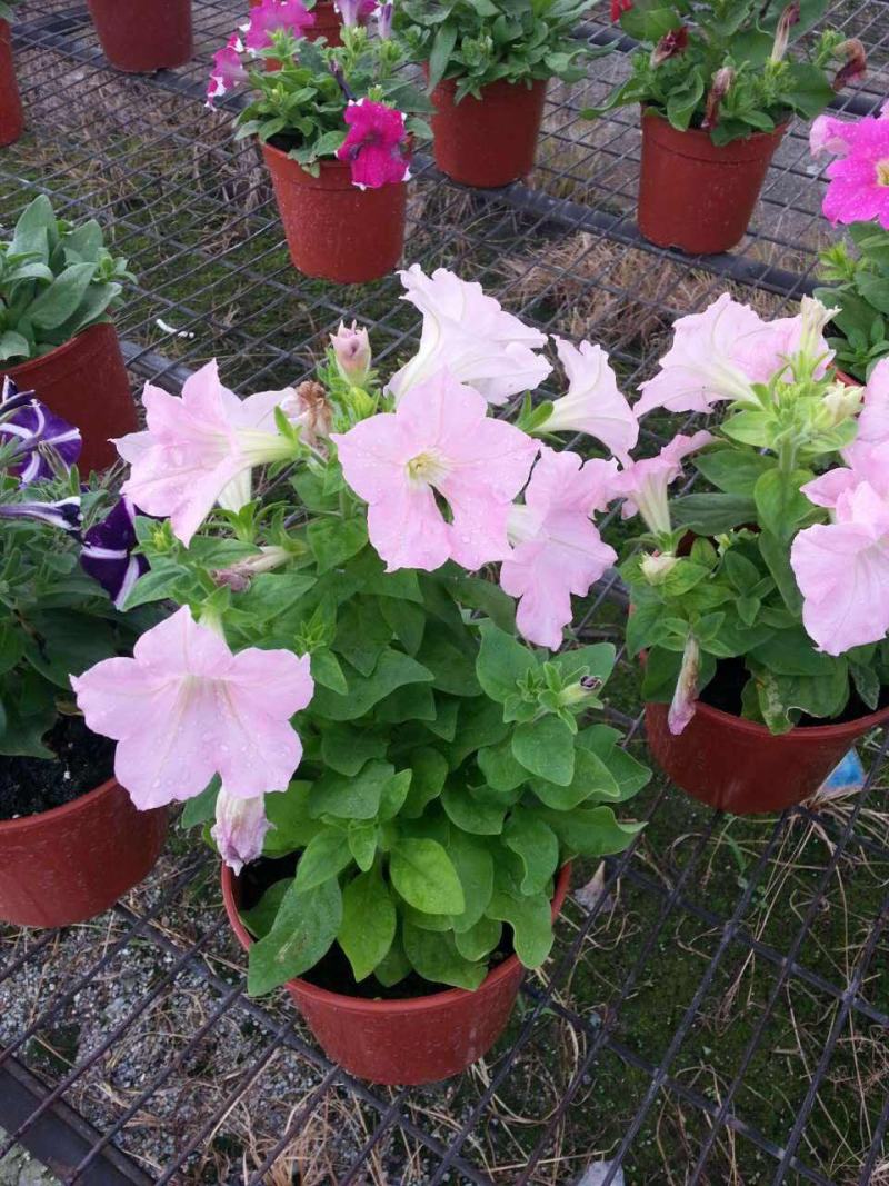 矮牵牛花苗盆栽喇叭花庭院阳台垂吊花卉观花植物多年生花期久