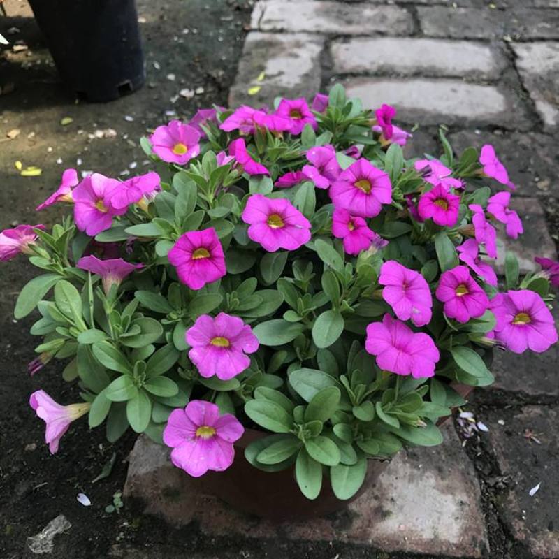 矮牵牛花苗盆栽喇叭花庭院阳台垂吊花卉观花植物多年生花期久