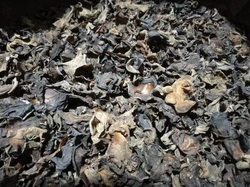 云南特产哀牢山原始森林黑木耳产地货源大量批发