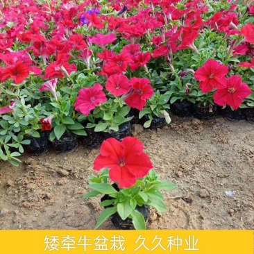 矮牵牛花苗盆栽喇叭花庭院阳台垂吊花卉观花植物多年生花期久