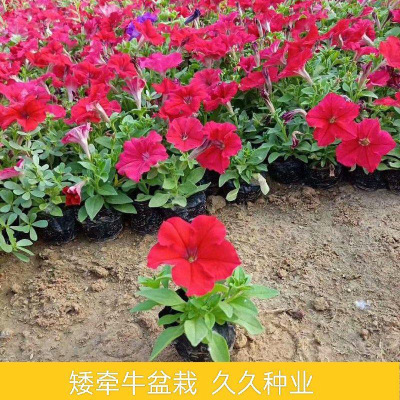 矮牵牛花苗盆栽喇叭花庭院阳台垂吊花卉观花植物多年生花期久