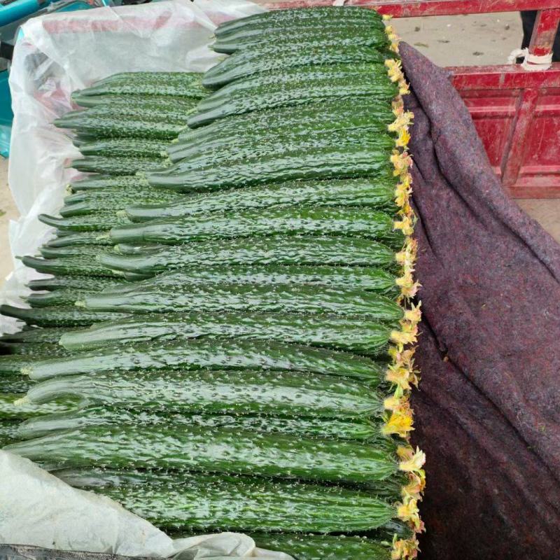 精品顶花带刺黄瓜，兰陵县鲁南蔬菜批发市场大量有货