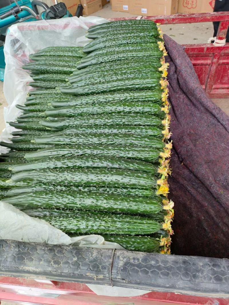 精品顶花带刺黄瓜，兰陵县鲁南蔬菜批发市场大量有货