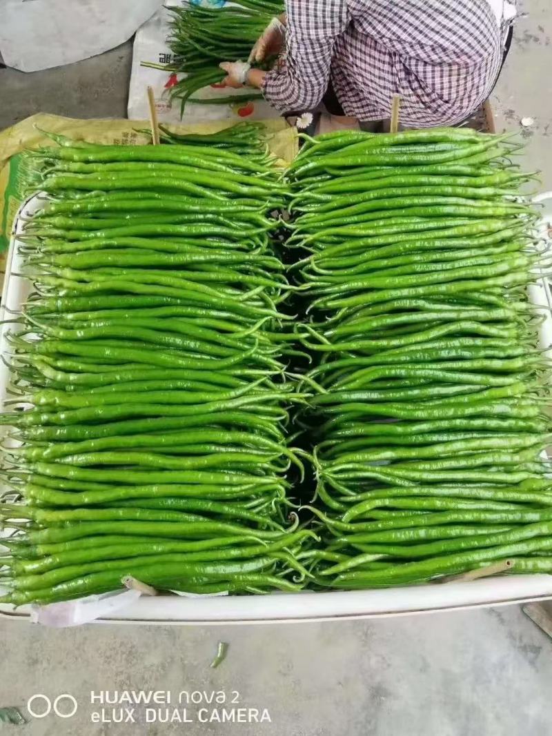精品顶花带刺黄瓜，兰陵县鲁南蔬菜批发市场大量有货
