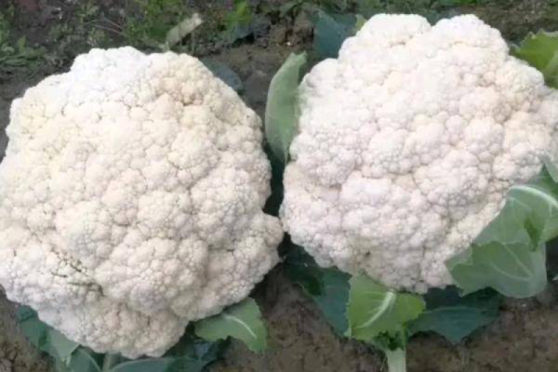 【推荐】花菜有机花菜松花菜湖北一手货源产地直供欢迎来电