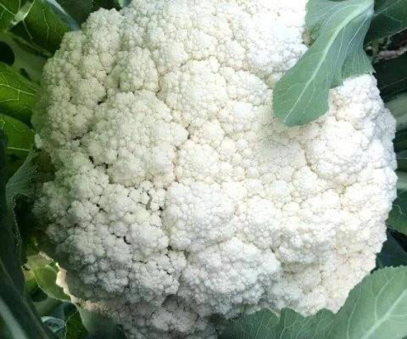 【推荐】花菜有机花菜松花菜湖北一手货源产地直供欢迎来电