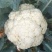 【推荐】花菜有机花菜松花菜湖北一手货源产地直供欢迎来电