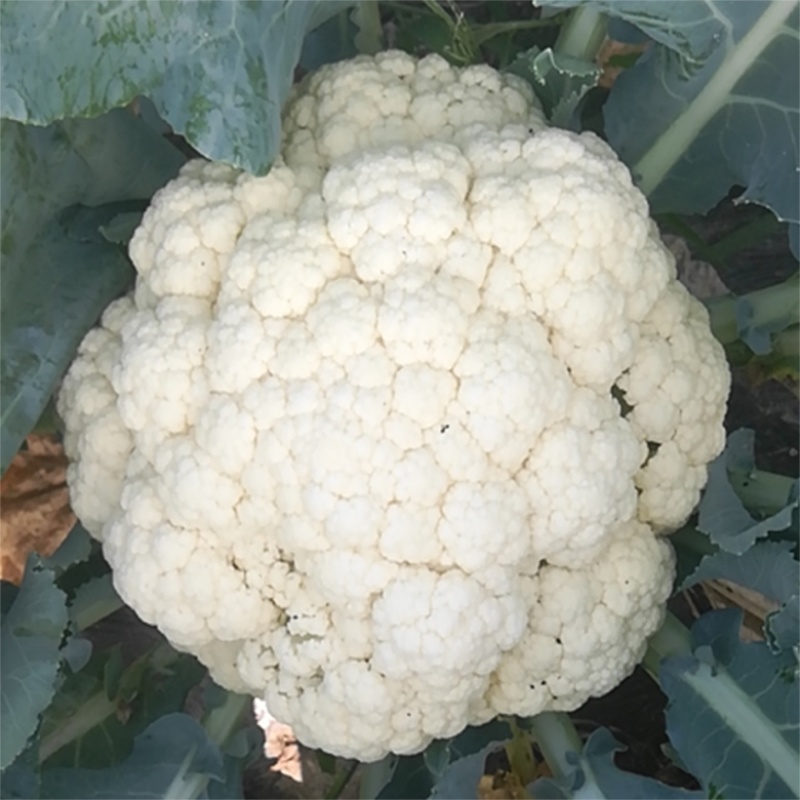 【推荐】花菜有机花菜松花菜湖北一手货源产地直供欢迎来电