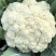 【推荐】花菜有机花菜松花菜湖北一手货源产地直供欢迎来电