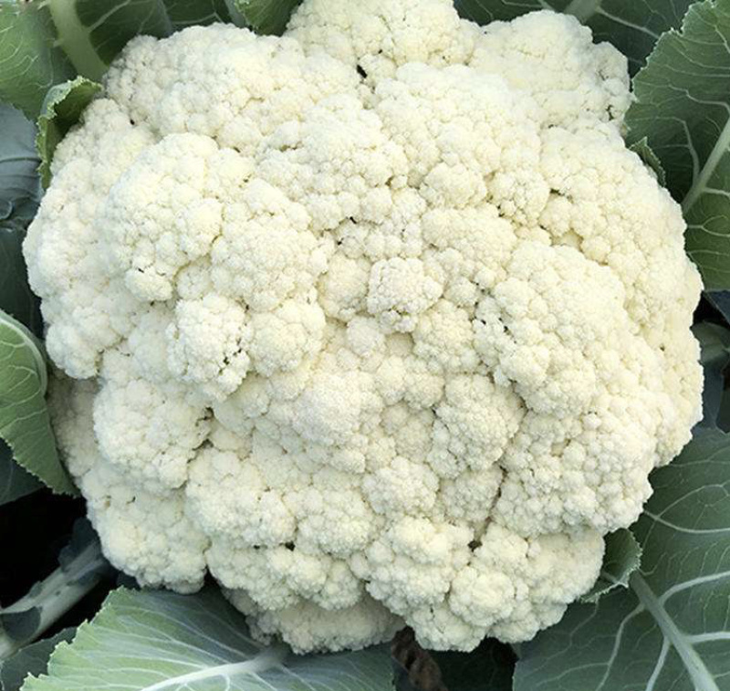 【推荐】花菜有机花菜松花菜湖北一手货源产地直供欢迎来电