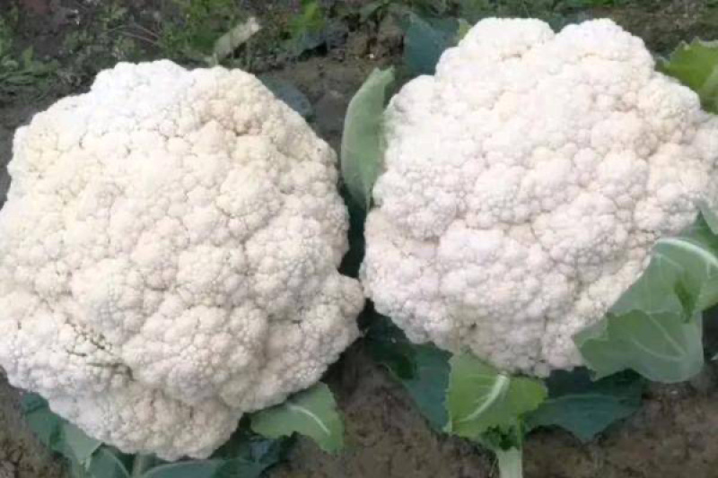 【推荐】花菜有机花菜松花菜湖北一手货源产地直供欢迎来电