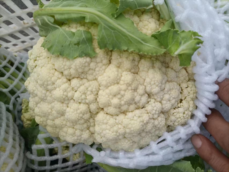 【推荐】花菜有机花菜松花菜湖北一手货源产地直供欢迎来电