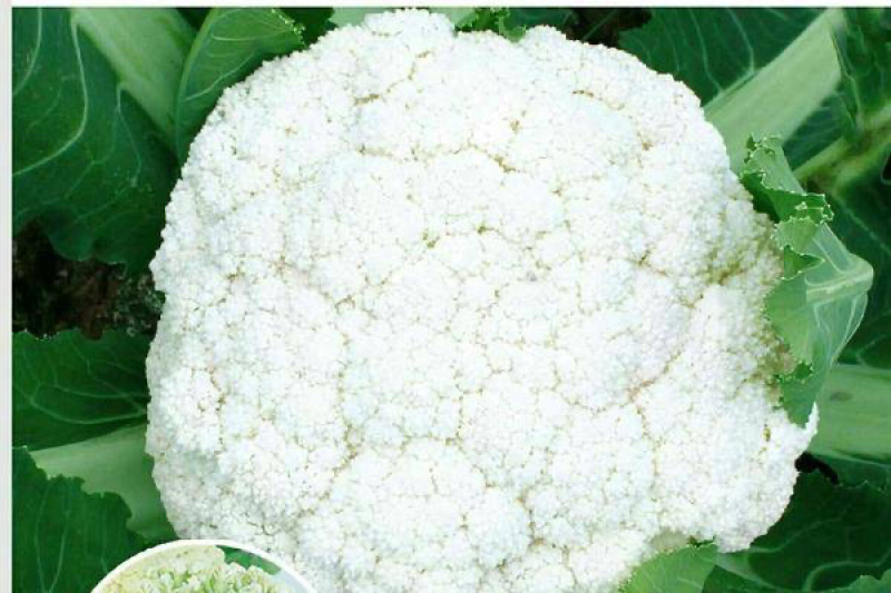 【推荐】花菜有机花菜松花菜湖北一手货源产地直供欢迎来电