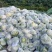 【推荐】花菜有机花菜松花菜湖北一手货源产地直供欢迎来电