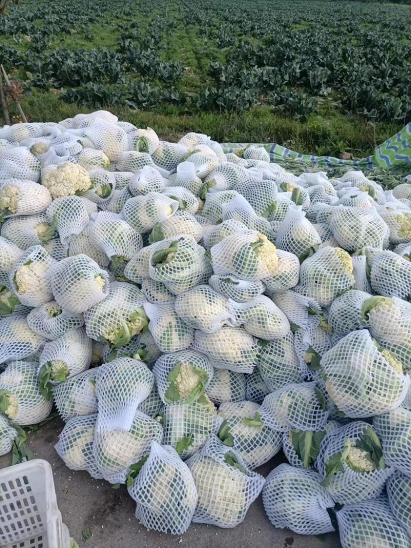 【推荐】花菜有机花菜松花菜湖北一手货源产地直供欢迎来电