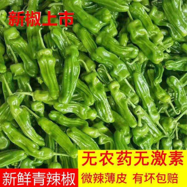 【精品】螺丝椒芜湖椒薄皮椒线椒一手货源质量好