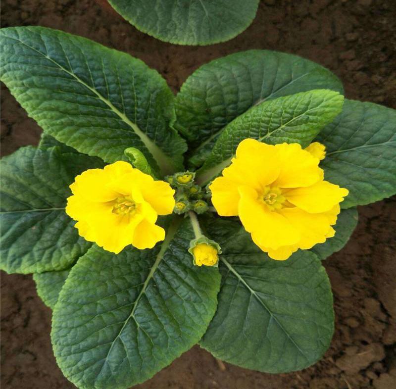 报春花盆栽观花报春花花苗冬季露天耐寒喜阳室外欧洲香气带花