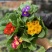 报春花盆栽观花报春花花苗冬季露天耐寒喜阳室外欧洲香气带花
